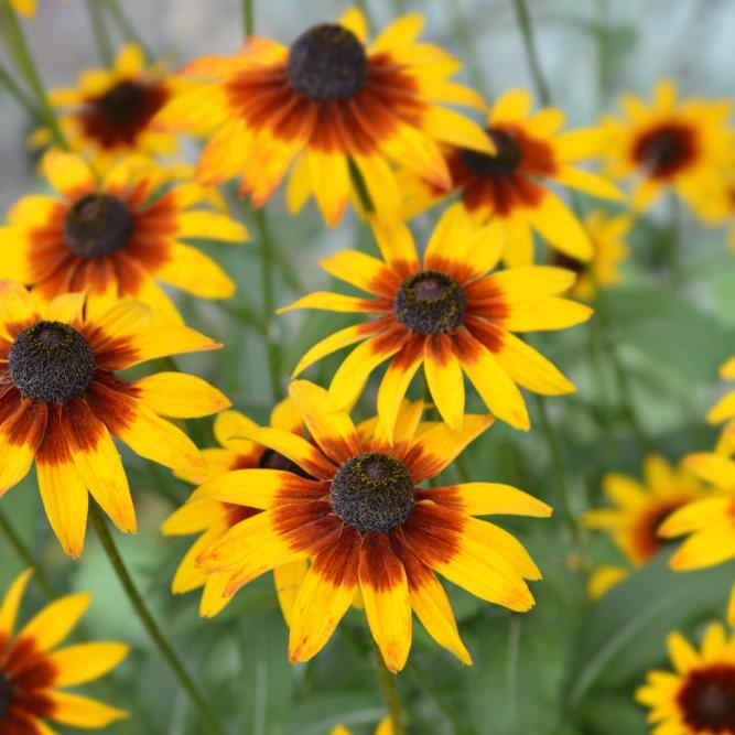Rudbeckia 0.5gm Seeds (0109)