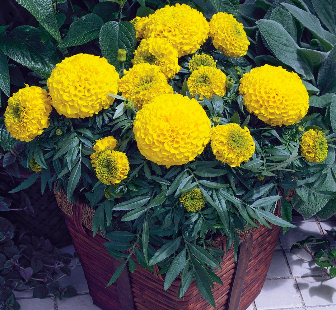 F1 African Marigold Yellow 170+ Seeds