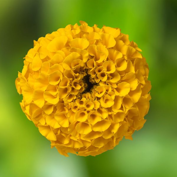 F1 African Marigold Yellow 170+ Seeds