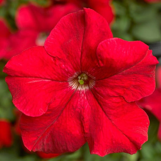 F1 Petunia Gradniflora Red 1000+ Seeds
