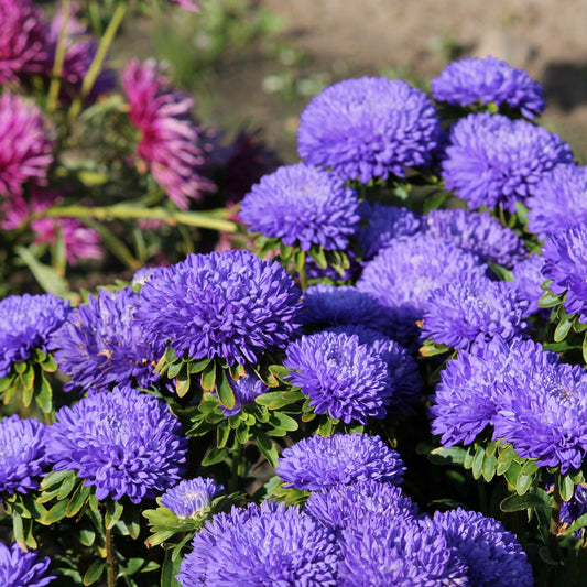 Aster Paeony Dark Blue 220+ Seeds (0.5gm)