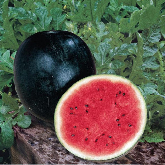 Watermelon Sugar Baby 1gm (0153)