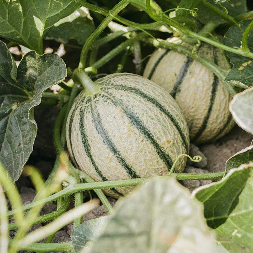 Melon Cucumis 1gm (0170)