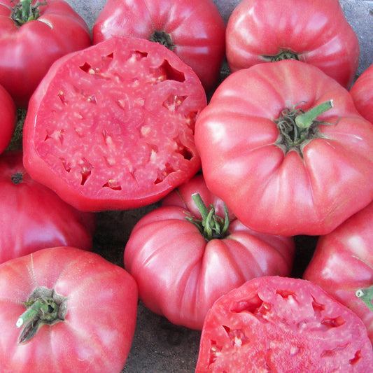 Brandywine Pink Tomato 1gm (0123)