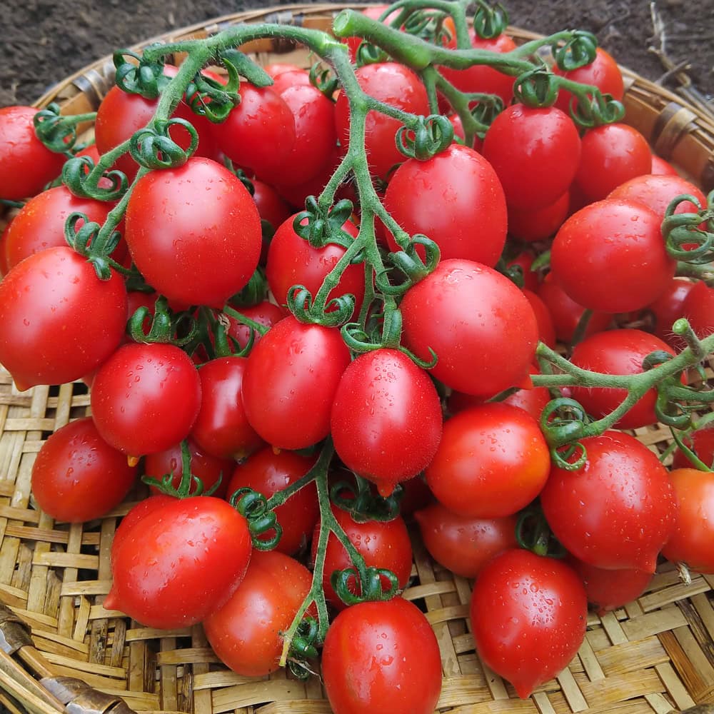 Principe Borghese Tomato 1gm Seeds (0122)