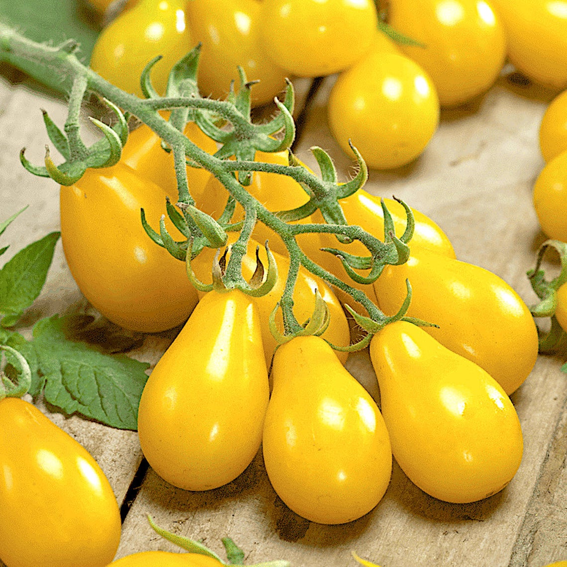 Yellow Candy Tomato 0.5gm (0154)