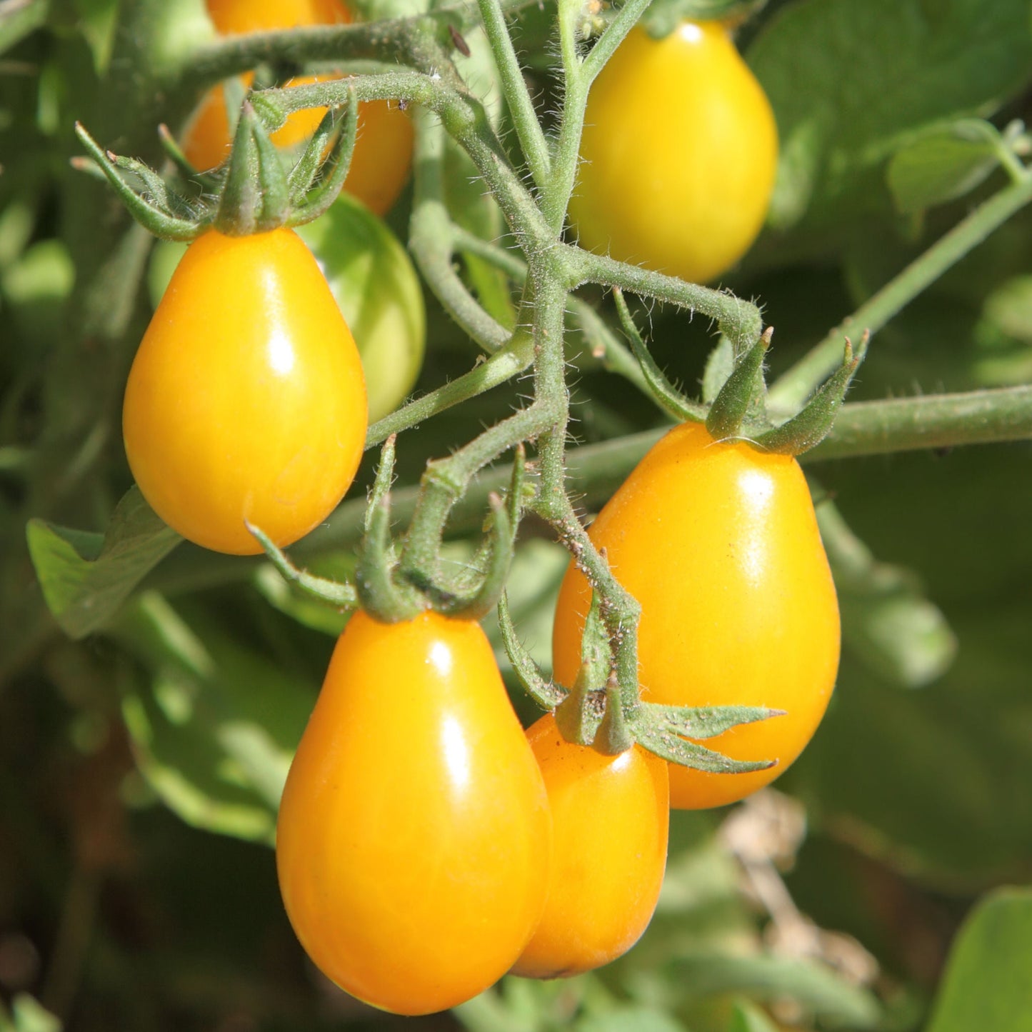 Yellow Candy Tomato 0.5gm (0154)