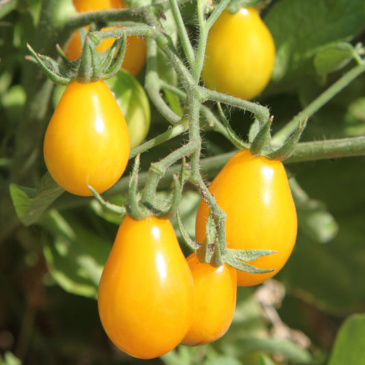 Yellow Candy Tomato 0.5gm (0154)