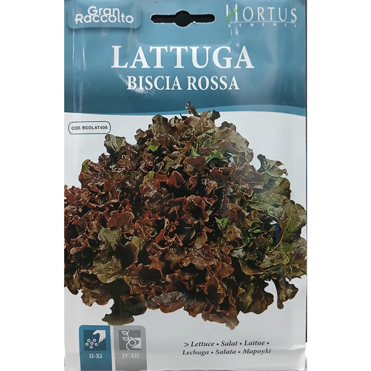 Hortus Lattuga Biscia Rossa Red Lettuce 25gm