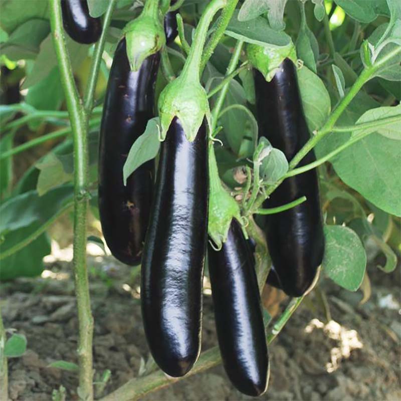 Long Brinjal 0.5gm Seeds (0134)