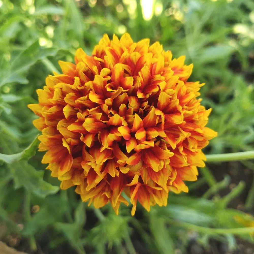 Gaillardia Sundance bicolor 0.5gm (0130)