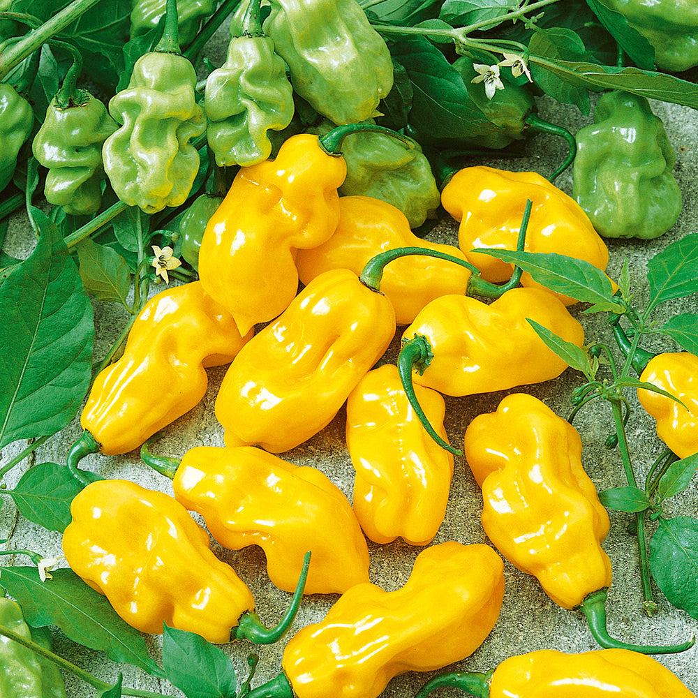 Habanero Yellow 0.25gm Seeds (0125)