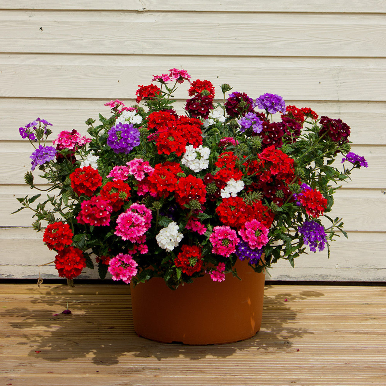 Verbena Hybrida Mix 200+ Seeds (0.5gm)
