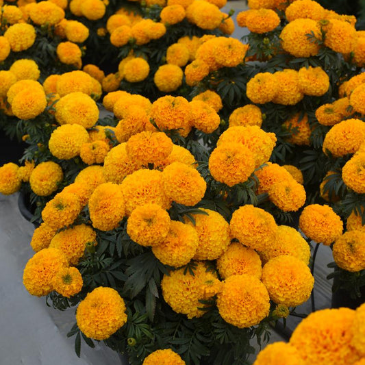 F1 African Marigold Orange 170+ Seeds
