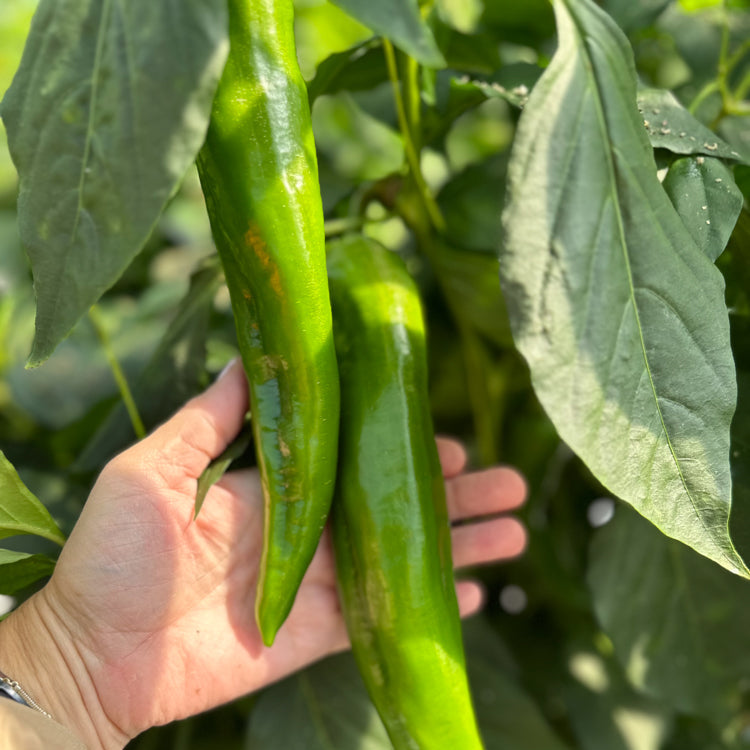 Anaheim Peppers 1gm Seeds (0131)