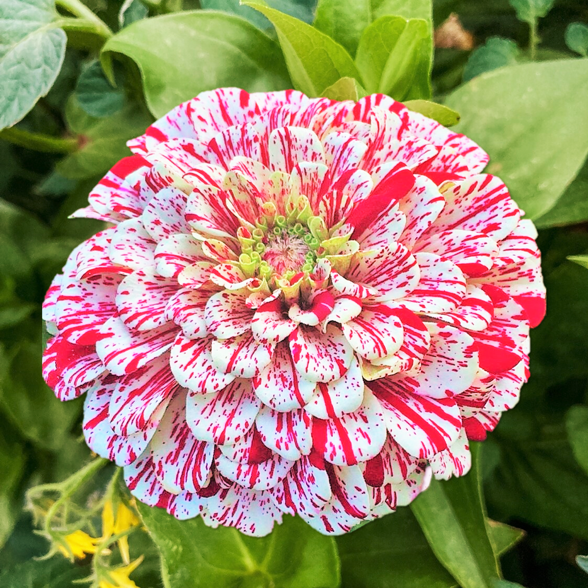 Zinnia Candy Stripes 1gm (0165)