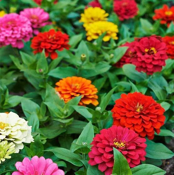 Zinnia Elegans Dahlia Mix 1gm Seeds (0108)