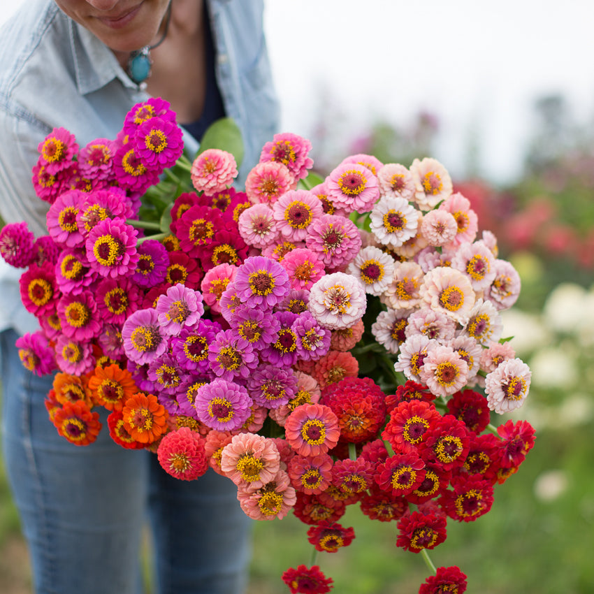Hortus Zinnia Lilliput Mix 100+ Seeds