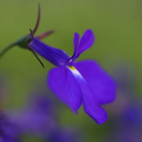 Lobela Sapphire Mix 7500+ Seeds (0.25gm)