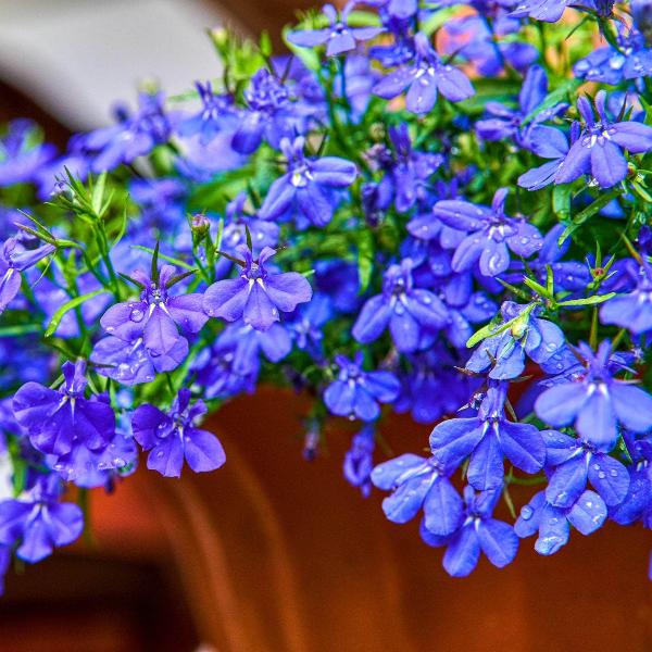 Lobela Sapphire Mix 7500+ Seeds (0.25gm)