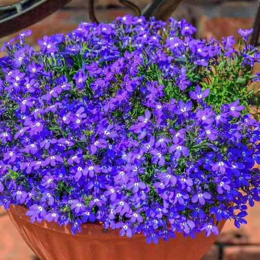 Lobela Sapphire Mix 7500+ Seeds (0.25gm)
