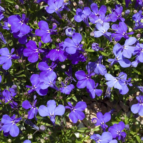Lobela Sapphire Mix 7500+ Seeds (0.25gm)