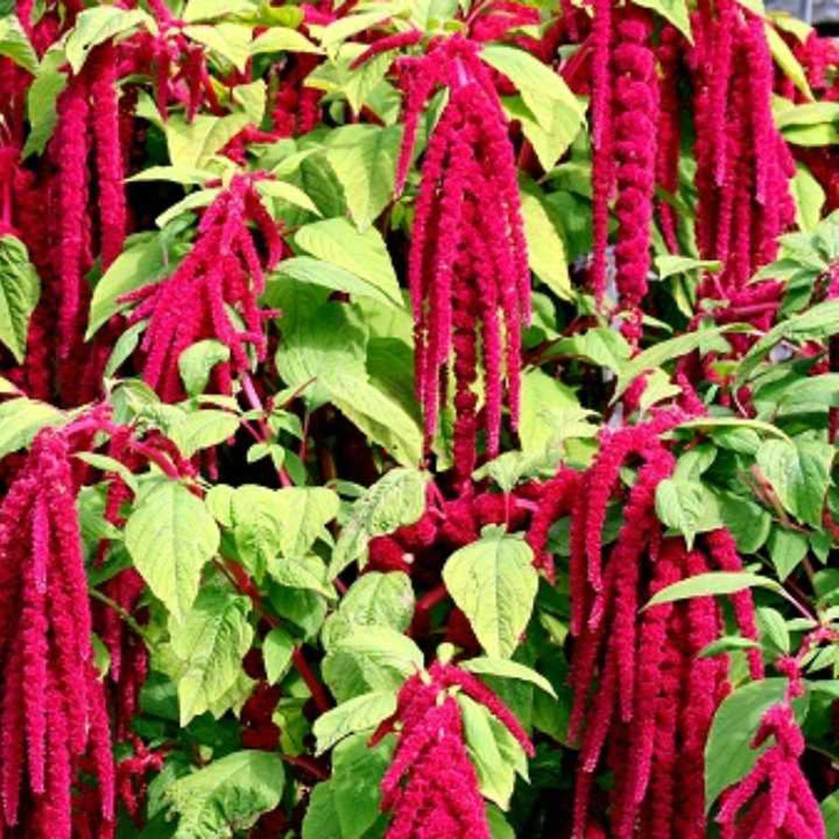 Hortus Love-Lies Bleeding 1000+ Seeds