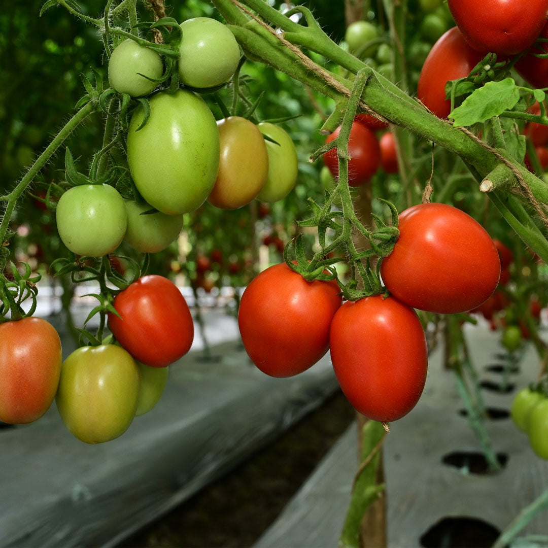 Indetermenate Tomato 0.5gm Seeds (0142)
