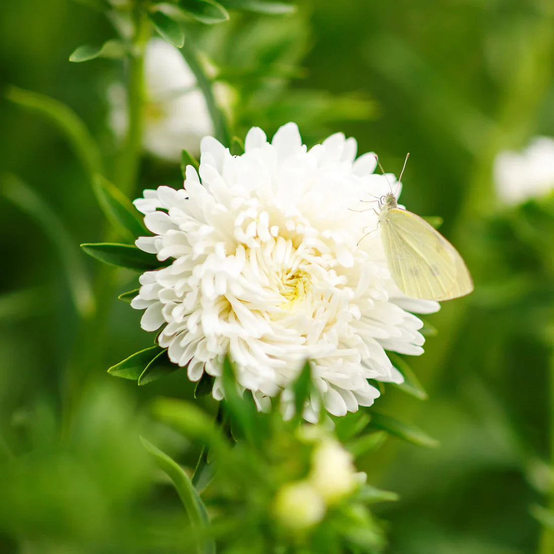 Aster Paeony White 220+ Seeds (0.5gm)