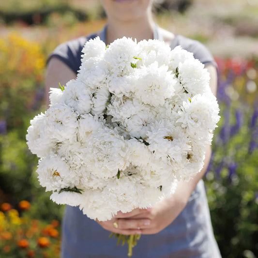 Aster Paeony White 220+ Seeds (0.5gm)