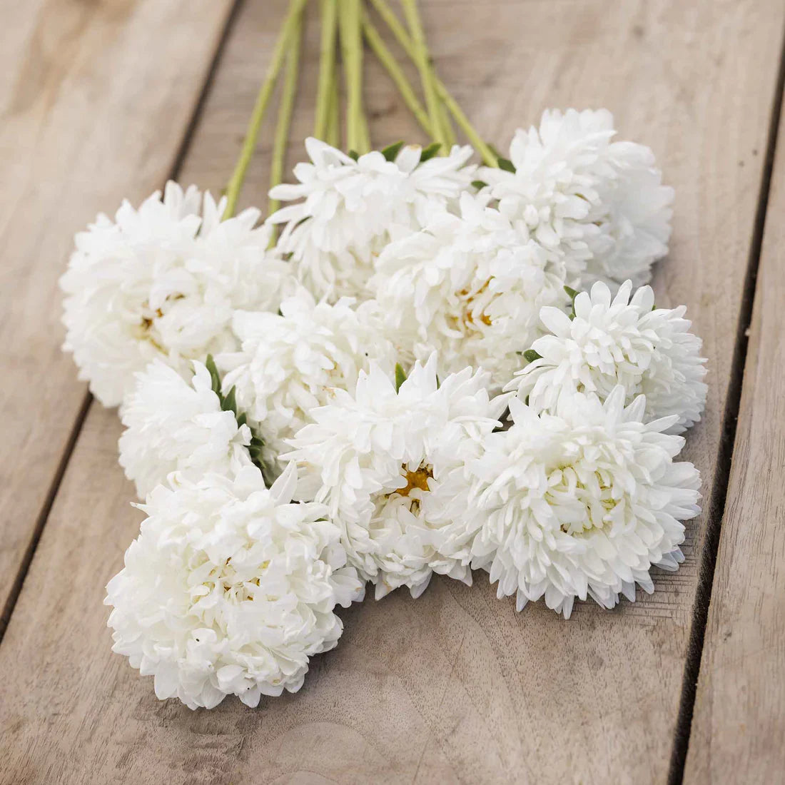 Aster Paeony White 220+ Seeds (0.5gm)