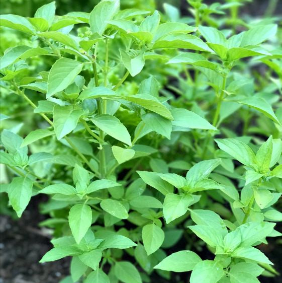 Lemon Basil 350+ Seeds (0.5gm)