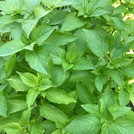 Lemon Basil 350+ Seeds (0.5gm)