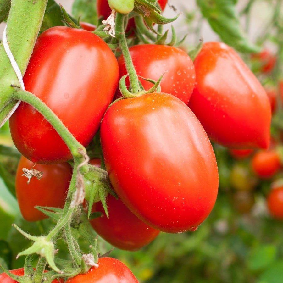 Indetermenate Tomato 0.5gm Seeds (0142)