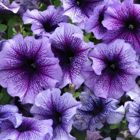 F1 Petunia Blue Veined 1000+ Seeds