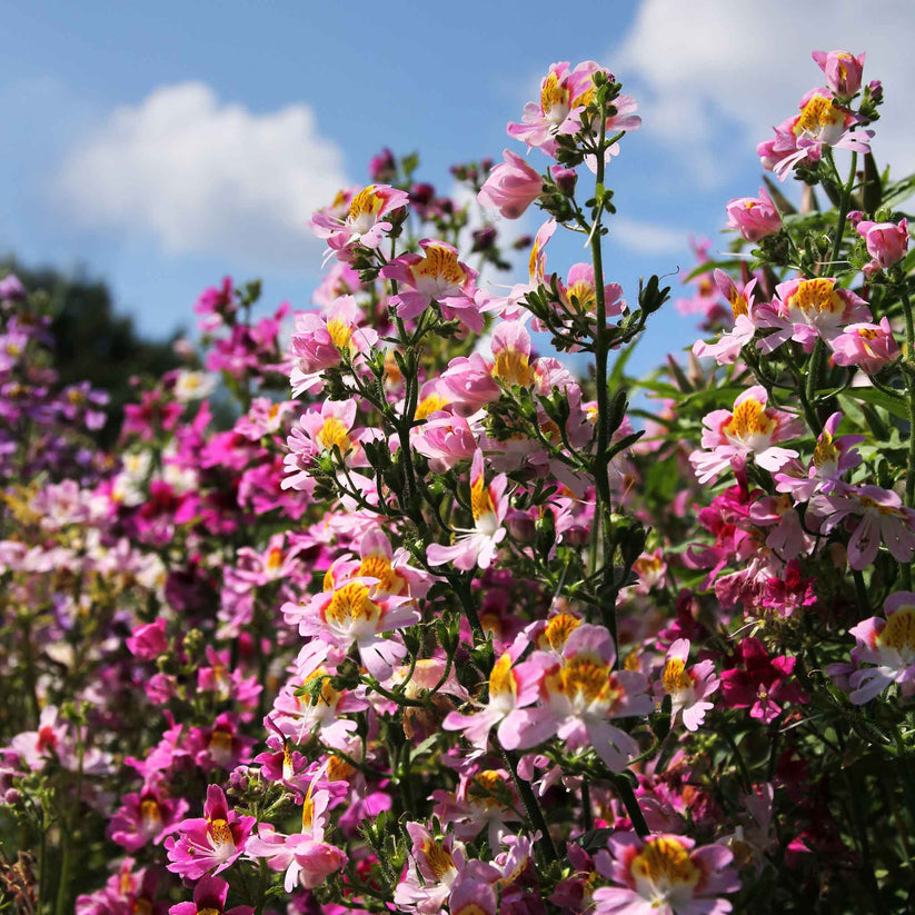 Butterfly Flower 400+ Seeds (0.25gm)