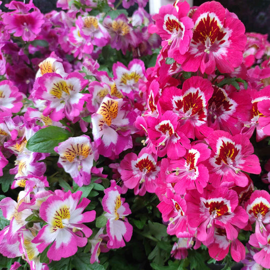 Butterfly Flower 400+ Seeds (0.25gm)