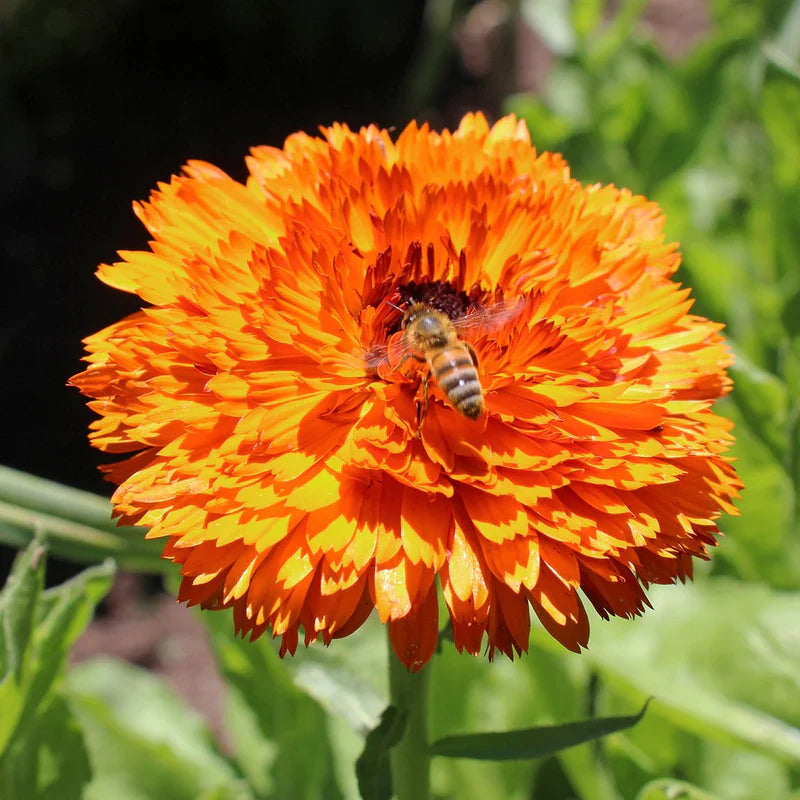 Calendula Double Orange 120+ Seeds (1gm)