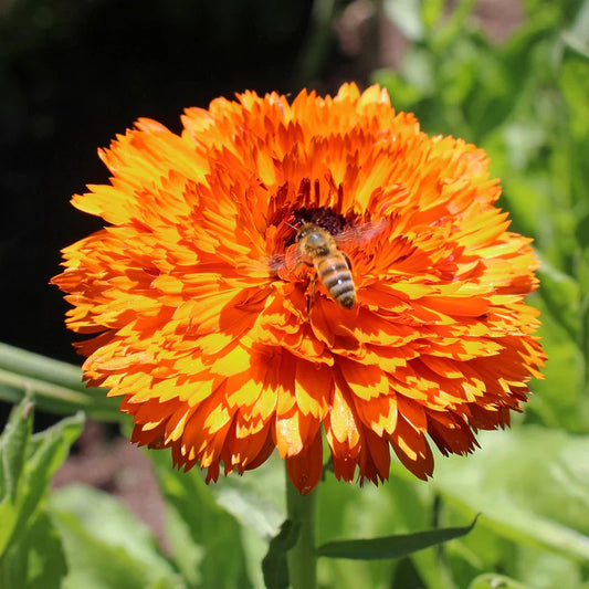 Calendula Double Orange 120+ Seeds (1gm)