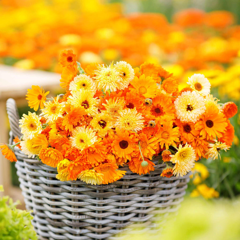 Calendula Pacific Beauty 150+ (0.5gm)