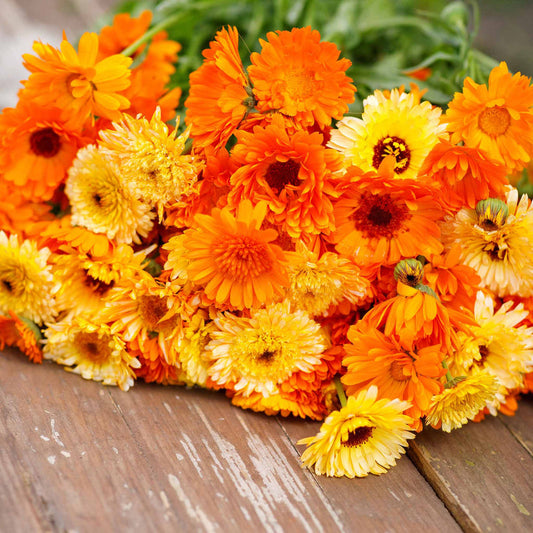 Calendula Pacific Beauty 150+ (0.5gm)