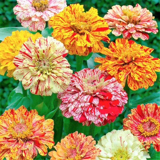 Zinnia Candy Stripes 1gm (0165)