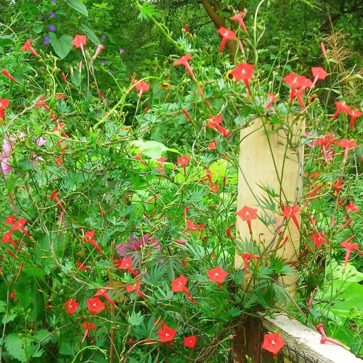 Cypress Vine 2gm (0132)