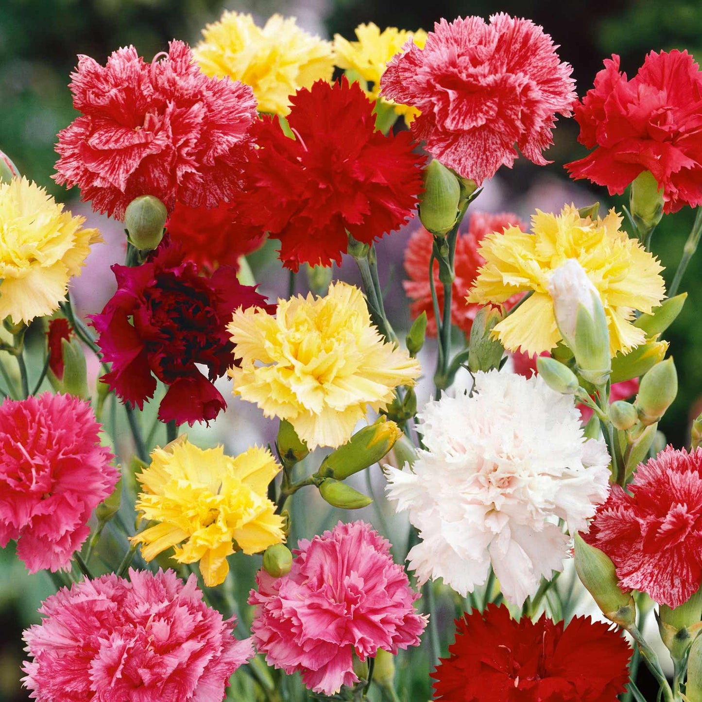 Carnation Chabaud 250+ Seeds (0.5gm)