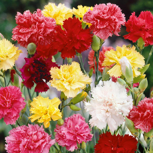 Carnation Chabaud 250+ Seeds (0.5gm)