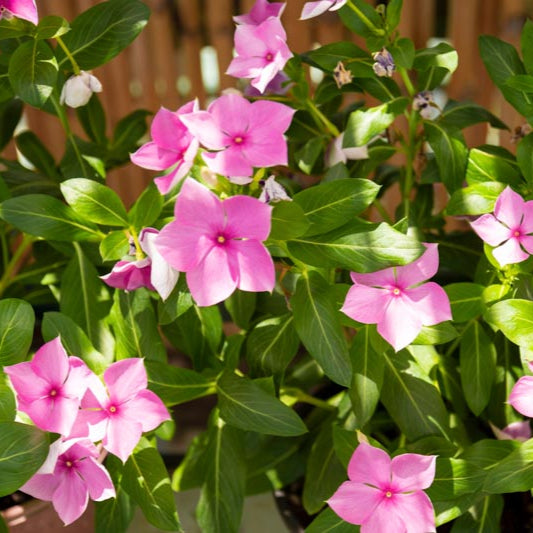 Vinca Soft Pink Dwarf 1gm (700 Seeds)