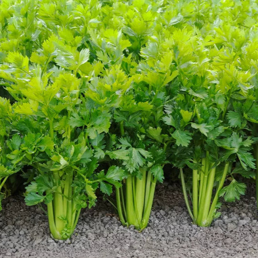 Leaf Celery (1gm Seeds)