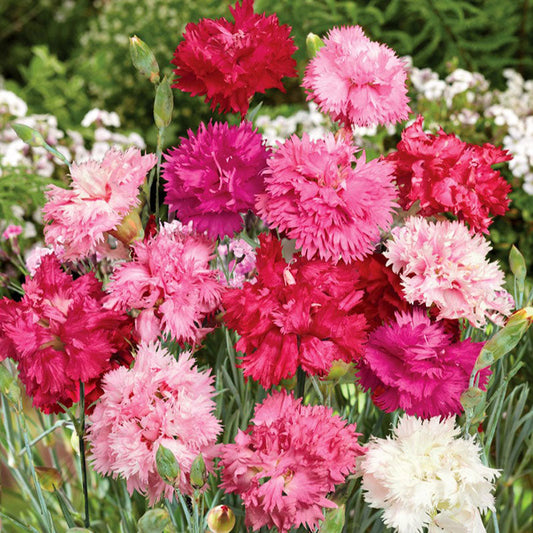 Dianthus Chinensis Double Dwarf 400+ Seeds (0.5gm)