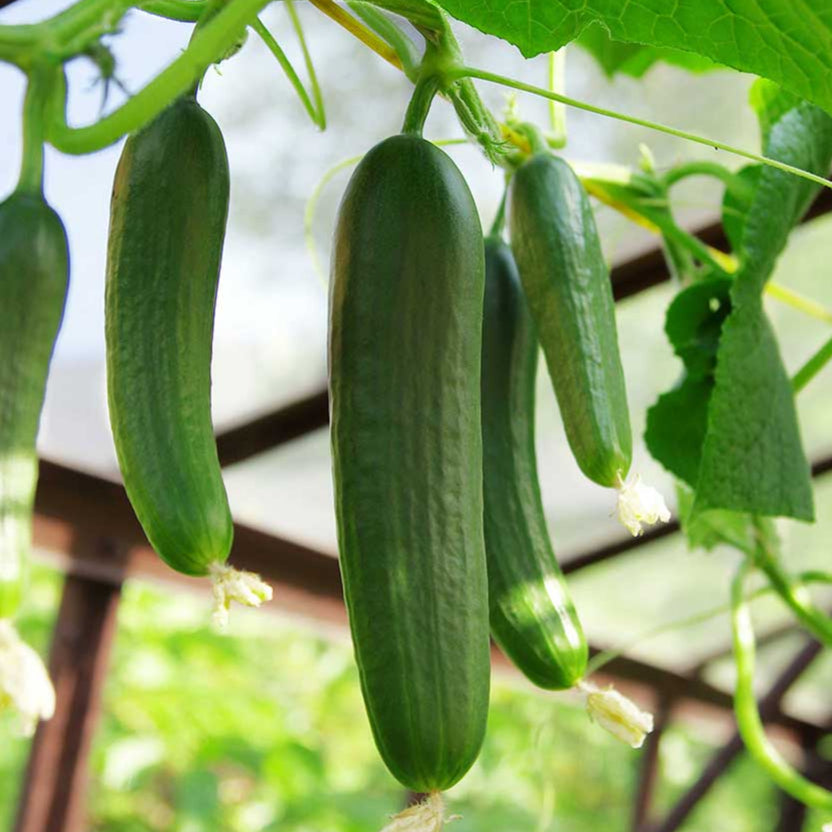 Cucumber 1gm Seeds (0140)