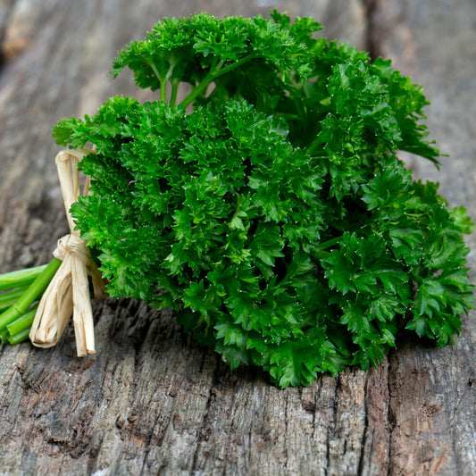 Curly Parsley (1gm Seeds)